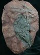 Moroccan Crinoid Fossil - Scyphocrinites #7813-2
